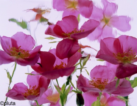 Pluta Wildflower Folio Photo